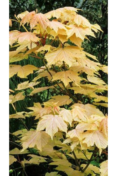 Клен псевдоплатоновый Бриллиантиссимум